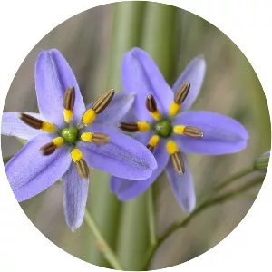 Dianella admixta - 
