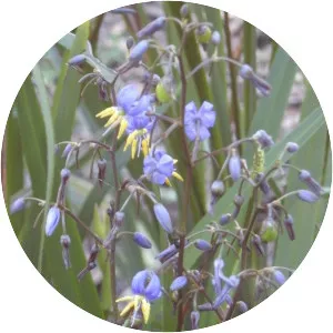 Dianella caerulea