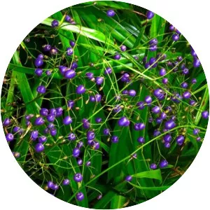 Dianella nigra - 