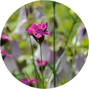 Dianthus carthusianorum