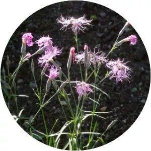 Dianthus superbus
