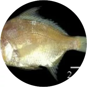 Diapterus rhombeus - 