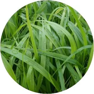 Diarrhena americana - 