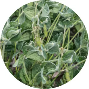 Dicamba - Chemical compound