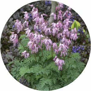 Dicentra eximia - Plants