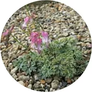 Dicentra peregrina - 