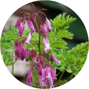 Dicentra