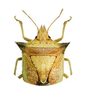 Dichelops furcatus - 