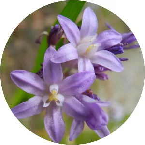 Dichelostemma multiflorum - Plants