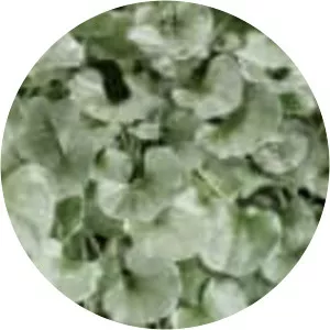 Dichondra
