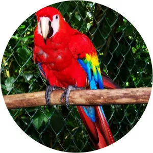 Dick 'N' Dom Go Wild - TV program