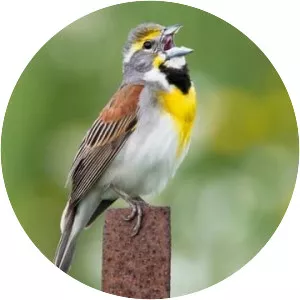 Dickcissel - Bird