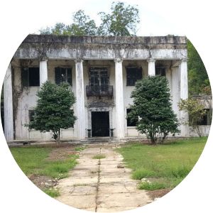 Dicksonia Plantation