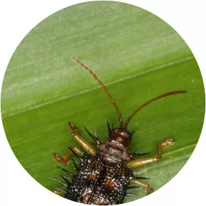 Dicladispa armigera - 