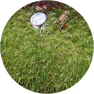 Dicranoloma dicarpum - 