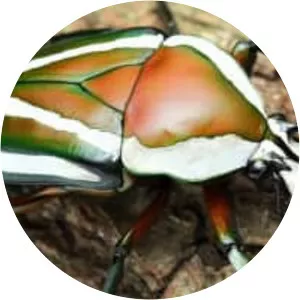 Dicronorhina derbyana - Insect