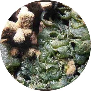 Dictyosphaeria - Algae