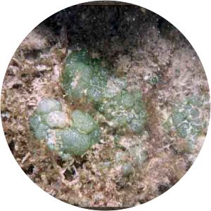 Dictyosphaeria versluysii