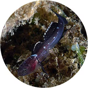 Didogobius schlieweni