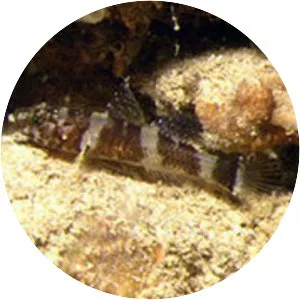 Didogobius splechtnai