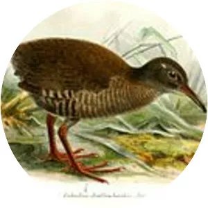 Dieffenbach's rail - Birds