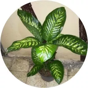 Dieffenbachia amoena