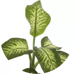 Dieffenbachia seguine