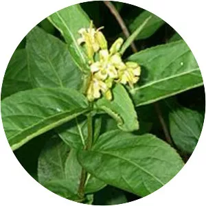 Diervilla sessilifolia