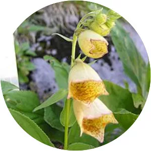 Digitalis grandiflora