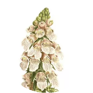 Digitalis lanata