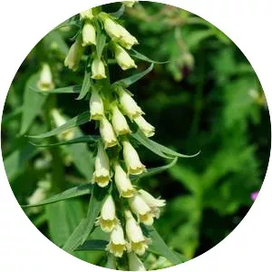 Digitalis lutea