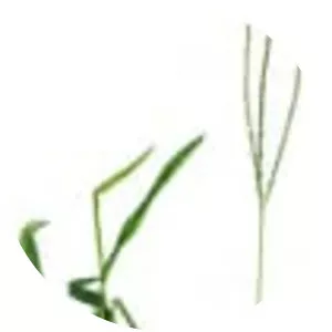 Digitaria ciliaris
