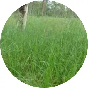 Digitaria eriantha - Plants