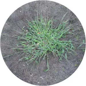 Digitaria sanguinalis