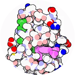 Dihydrofolate reductase - 