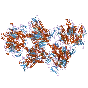 Dihydrolipoamide dehydrogenase - 