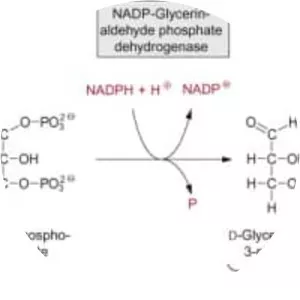 Dihydroxyacetone phosphate - 