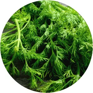 Dill - Food