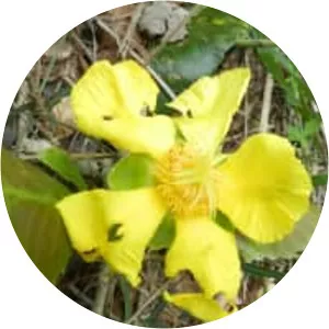 Dilleniaceae - Plants