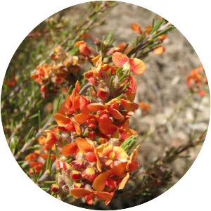 Dillwynia cinerascens