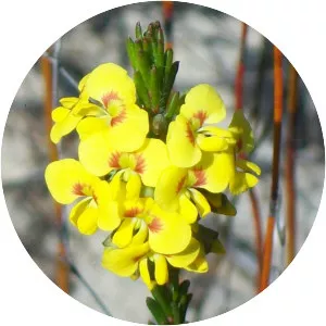 Dillwynia floribunda