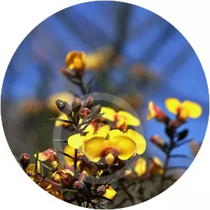 Dillwynia glaberrima