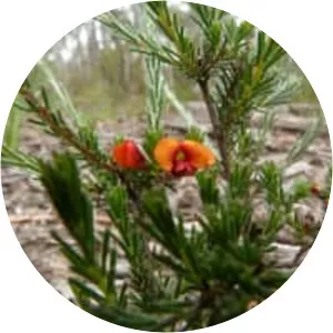 Dillwynia sericea