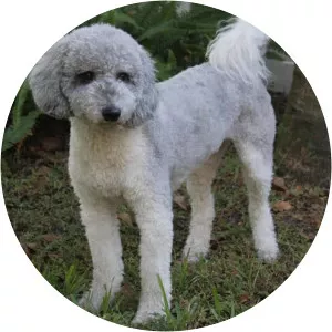 dilly dilly - Musical artist