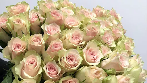 Dimos - Kvity Z Dostavkoyu