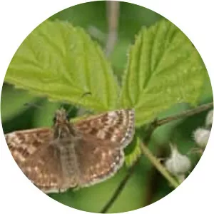 Dingy skipper