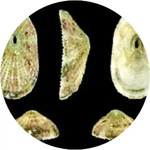 Diodora gibberula