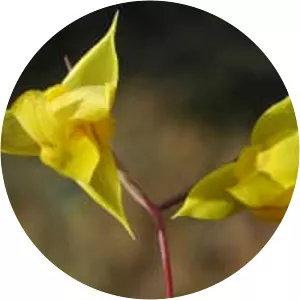 Diogenes' lantern - Plants