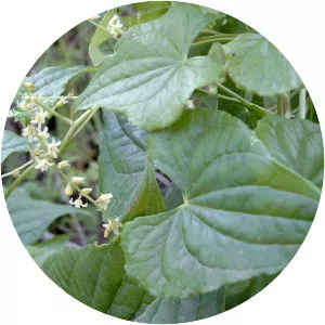 Dioscorea communis