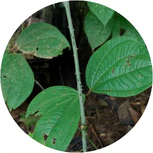 Dioscorea hispida